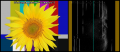 Histogram-tournesol-classic.png